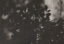 Shadows on Blind in Villa, Acireale, Sicily